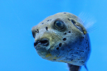 fish