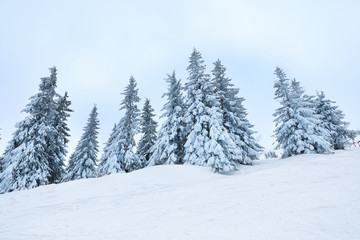 Fototapeta na wymiar Beautiful fir trees covered with snow on winter day