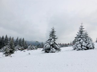 Schneelandschaft mit Nadelbäumen im Harz