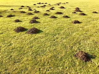 Viele Maulwurfshügel auf einem Sportplatz
