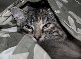 Кот под одеялом