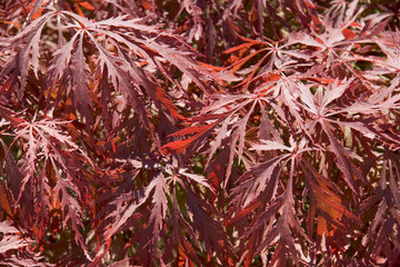 Naklejka premium Vibrant red acer leaves pattern background
