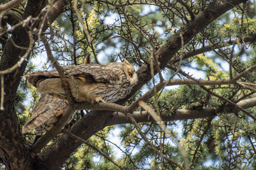 Long eared owl on the tree