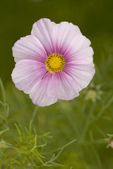 Fototapeta premium A single pink cosmos flower