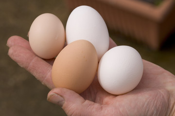 Fresh laid free range eggs