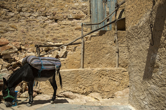 Tunisian Donky