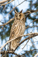 Long eared owl on the tree
