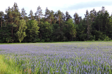Fioletowe kwiaty na polu przed lasem © E-lona