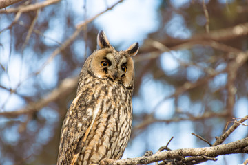 Long eared owl on the tree