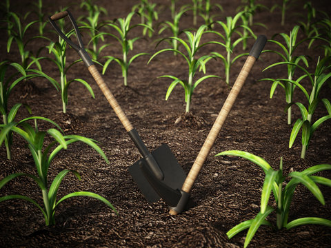 Shovel and pick axe standing on the corn field. 3D illustration