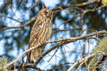 Long eared owl on the tree