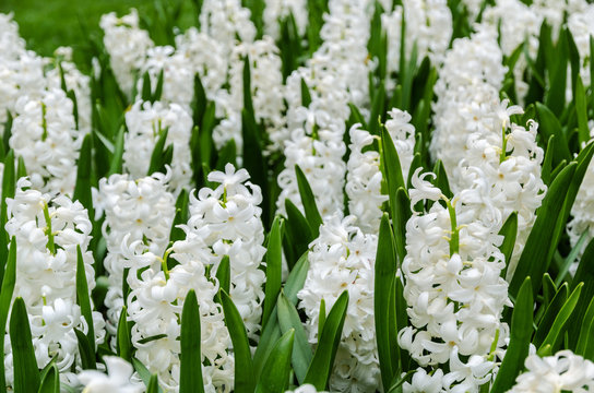 White Hyacinth flowers in a flowerbed, selective focus, 