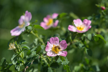 Dog Rose Close-up: Pink Flower with Bee on it