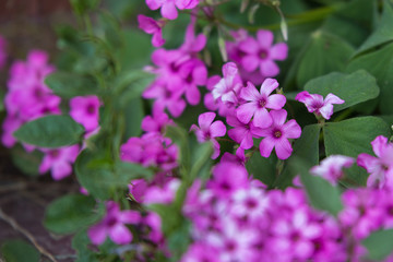 Beautiful Viola Flowers with Five Petals in a Garden