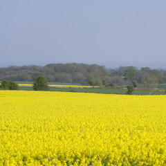 Simple colouful agriculture landscape