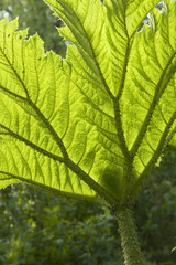 Gunnera leaf backlit texture