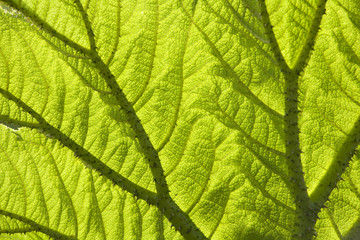 Gunnera leaf backlit texture