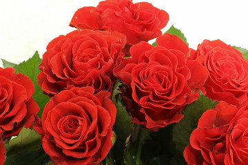 Obraz premium Flowers. Roses. A bouquet of red roses. Close-up