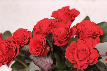 Flowers. Roses. A bouquet of red roses. Close-up
