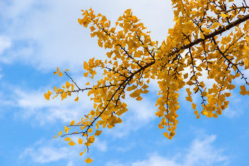 Ginkgo biloba leaves(Autumn leaves)