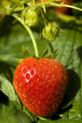 Fresh homegrown ripe red strawberries on the plant