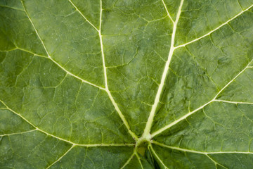 Rhubarb leaf full frame background