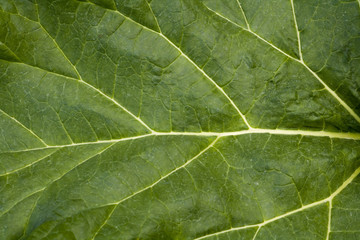 Rhubarb leaf full frame background