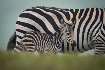 Baby plains zebra behind bank beside mother