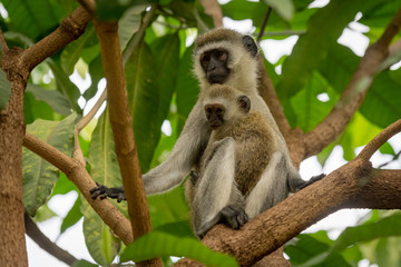 Baby vervet monkey and mother in branches