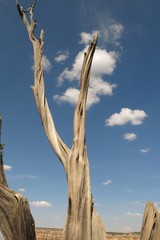 Dead desert tree