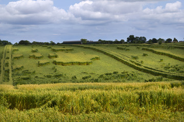 Naklejka premium Strange geometric shapes formed by overnight rain storm damage to crops in fields in Gloucestershire, UK