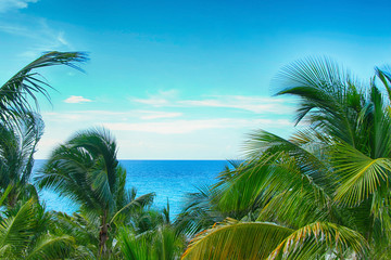 Fototapeta na wymiar Tropical palm trees on a background of a panorama of a beautiful ocean and blue sky in summer.