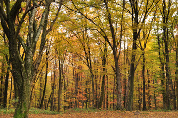 autumn forest, all the foliage is painted with golden color.