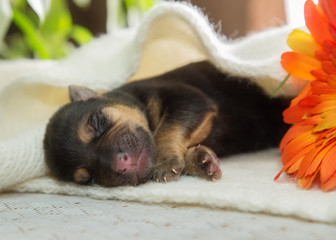 Newborn puppy is sleeping on a knitted scarf