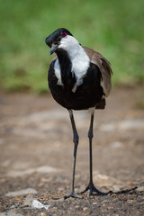 Blacksmith plover with cocked head on gravel