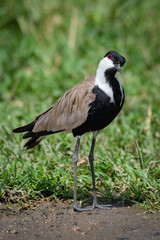 Blacksmith plover with head cocked beside grass