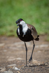 Blacksmith plover with cocked head lifting foot