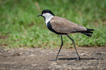 Blacksmith plover walking across track in sunshine