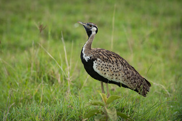 Black-bellied bustard with lifted head in grass
