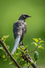 Obraz premium Ashy starling on branch with head turned