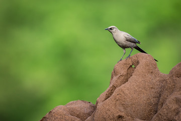 Ashy starling on edge of termite mound