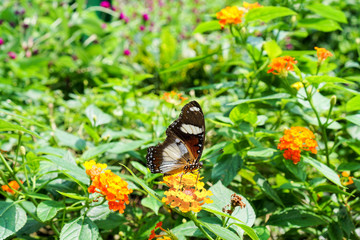 Butterfly in spring garden in Vietnam
