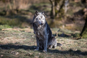 Black Wolf Animal