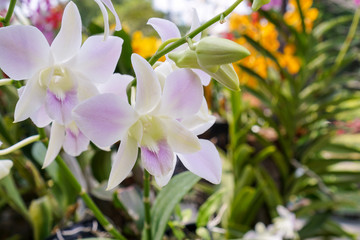 White orchids in Vietnam spring garden