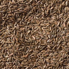 Seeds of rye, grains closeup