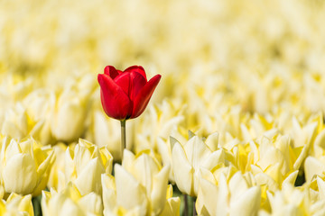A single red tulip growing in a field full of yellow tulips - obrazy, fototapety, plakaty