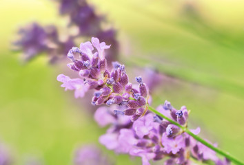 close on flower of lavenderon green background