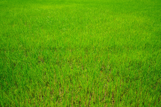 Wide Green grass