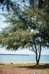 Tree on the sea and blue sky.