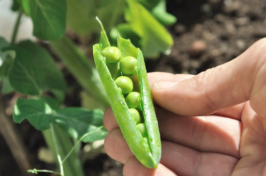 Pea in their open pod held in a hand